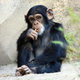 Imagen: Un chimpancé joven descansando. Zoonar / Shutterstock
